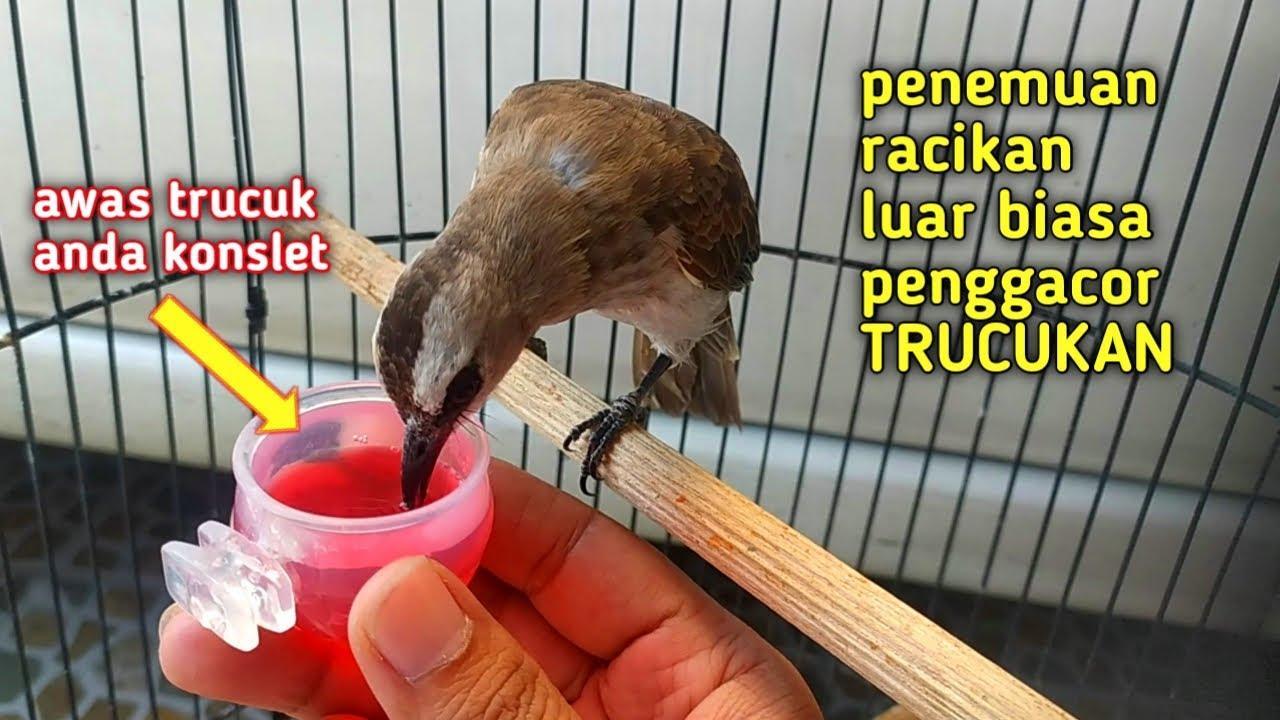 Tips Agar Burung Gacor XL di Rumah Anda