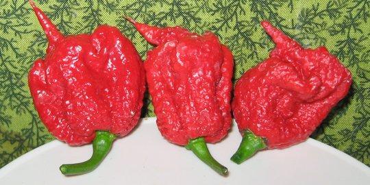 Habanero XL: Cabai Habanero Berukuran Jumbo untuk Hasil Lezat!